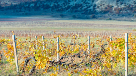 Во Франции из-за жары резко сократится производство вина